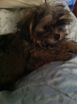 zenfreckles:  dopegalore:  nieces new shorkie