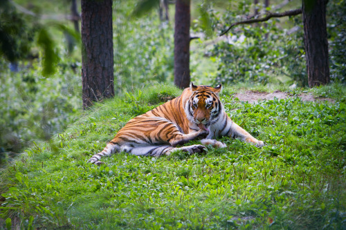 thebigcatblog: Photo by: Chreriksen