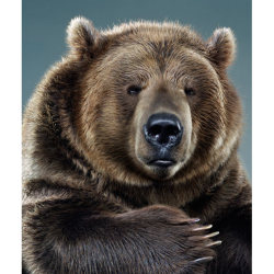 allcreatures:  Kodiak Bear ‘Barney’ photographed