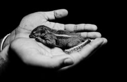 Black-And-White:  Life In These Hands | By Ibsenx 