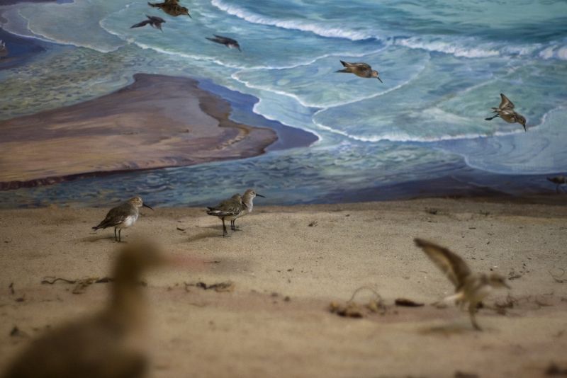 “From the diorama "Sandy Beach: Wintering Shorebirds – Goleta Beach” by Ray Strong"