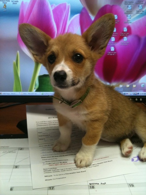 corgiaddict:  Submitted by Bukibu My first corgi pup, Mochi! She’s only 10 weeks old in the picture.  holy ear to head ratio. *drops dead* 