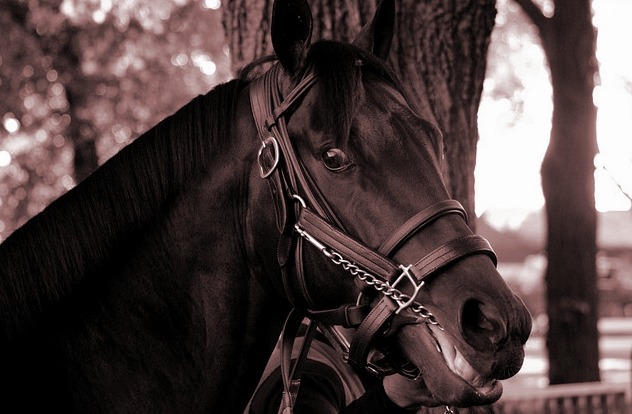 In 2006, Bernardini completed the Jim Dandy-Travers Stakes double and became Three-Year-Old Male of the Year. His son, Stay Thirsty, is attempting the same feat five years later.