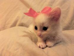 meowneko:so cute!!