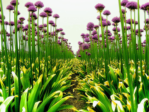 Purple sensation (by B℮n)