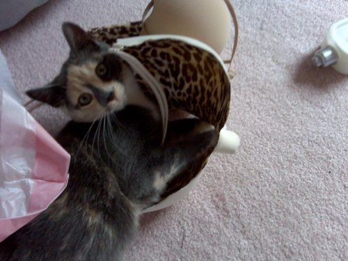 getoutoftherecat: get out of there cat. you can’t sit in my bra. you don’t even have a c