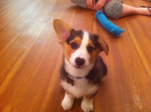 corgiaddict:Submitted by BrianMeet Waffles, our corgi puppy… the one-ear-up, one-ear-down lasted for