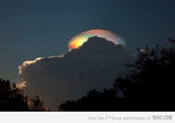 9gag:  Rare rainbow-colored pileus iridescent