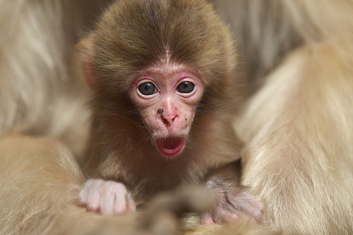 oracularowl:
“ Hello! (Aug 24,2011 Explore) (by Masashi Mochida)
”