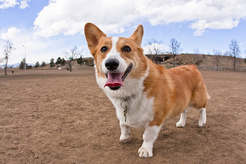 everlas-ting:  aw puppyy 