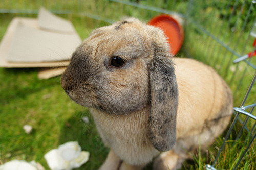 musicismyhero:  Your ears are so floppy tho. 