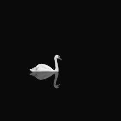 artchipel:  James Thornbrook - Swan at Night