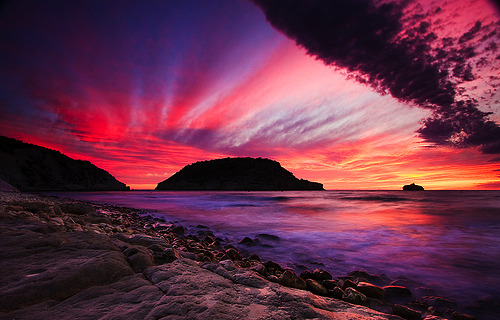 Landscape & Animals
