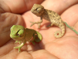 curl-away-my-son:  I want a pet chameleon