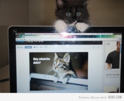 9gag:  Catception 