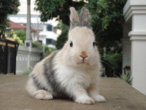 dailybunny:  Thanks, Plyor! 
