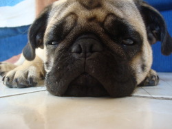 ilovepugs:  Submission from Ingrid: Sleeping