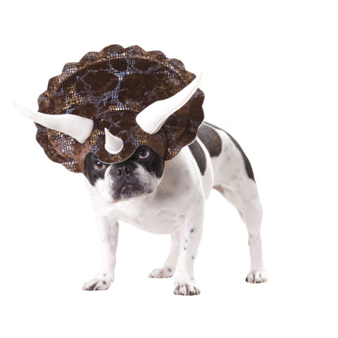 scrotumcoat