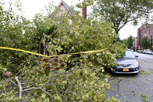 Tree nearly falls on parked car in Bay Ridge, Brooklyn. Hurricane Irene damage in Brooklyn, NY. Taken this morning @ 11 AM. Photo credit: Erin Horan