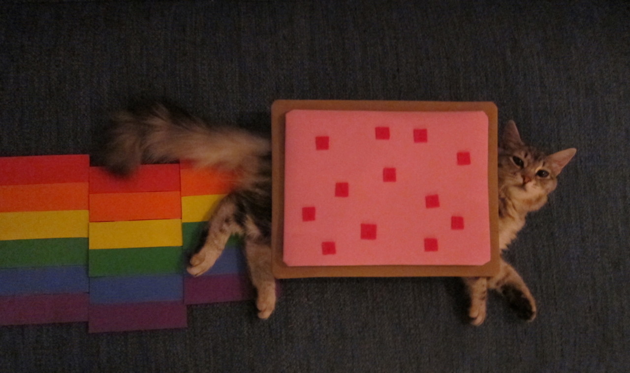 strle:  I made this sweet Nyan Cat costume for Wallace yesterday. Obviously, he is