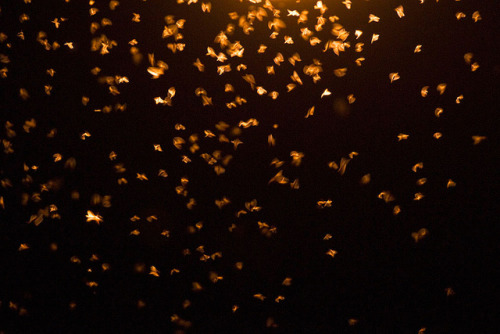 slowly-downward:1107_1480 Moths by wild prairie man on Flickr.