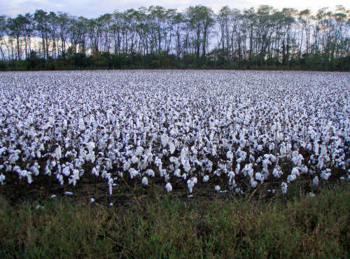magnoliamerryweather:mossandmarsh ; birdsandspace:Cotton….Shirley Plantation, Va