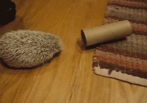 hookersforjesus:  lonlonranchh:  hedgehog appreciation post  I have one! :D 