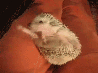 hookersforjesus:  lonlonranchh:  hedgehog appreciation post  I have one! :D 