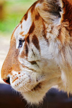 theanimalblog:  Profile of a golden tiger