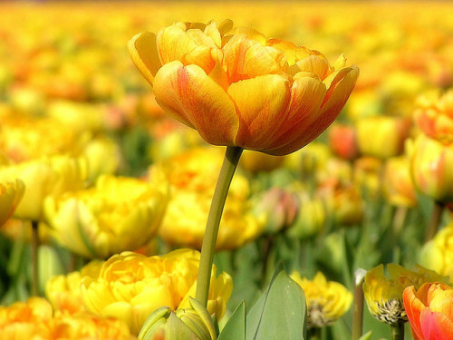 lisafs: One tulip on higher ground. by B℮n on Flickr.