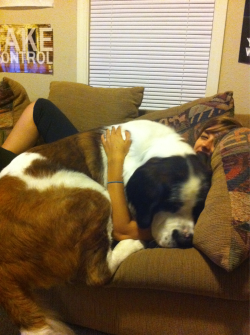 closetaffairs:    bigcoolscorner:  Rocky once again trying to convince himself that he is in fact a lap dog.    I WANNA CUDDLE HIM FOREVER   Awwww puppers