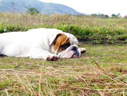 English Bulldog Love