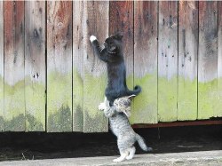 cat-eyes:  teamwork! 