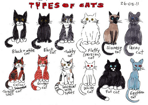 Kind of different types of cats