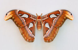 animalworld:ATLAS MOTH - a correction of