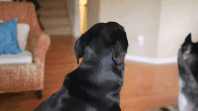  Dramatic Dog 