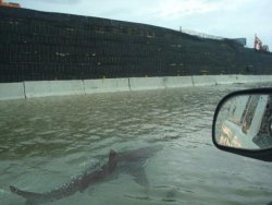 mroutside:  thefrogman:  This image has been making the rounds on tumblr with the caption…  After Hurricane Irene hit Puerto Rico, the streets were so flooded that a shark managed to be swimming around.  I regret to inform you all that this image is