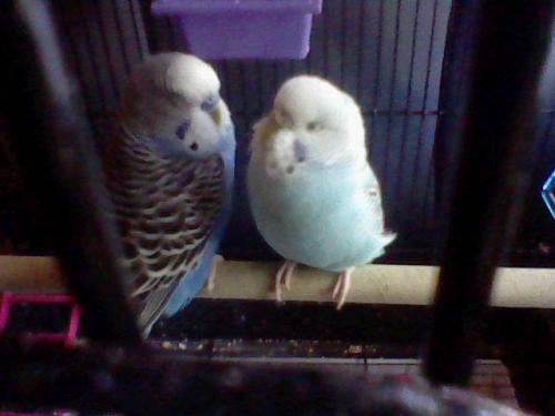 I don’t care how many cool points I lose for this but I have some pretty cute birds! They’re a boy and a girl and in love <3