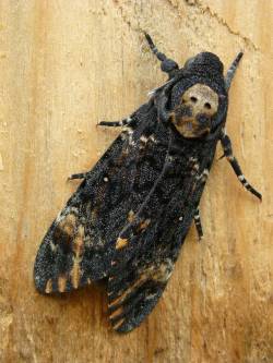 west-nile-virus:  Death’s Head Hawk-moth