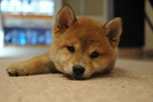 fuckyeahshibainu:Hello, my name is Sume (by ·Belkir·)2011-08-30