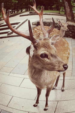 nelsie:  A day trip to Nara Park 奈良公園 for some deer sightings.  しか　しか　しか～♪