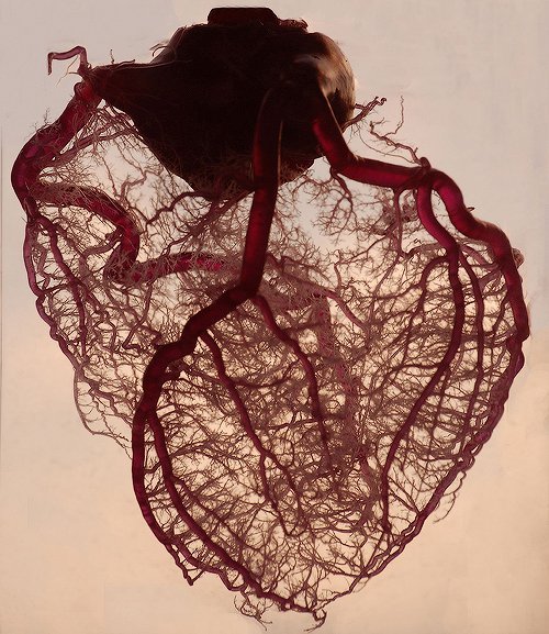 abbyjean:  The human heart stripped of fat and muscle, with just the angel veins