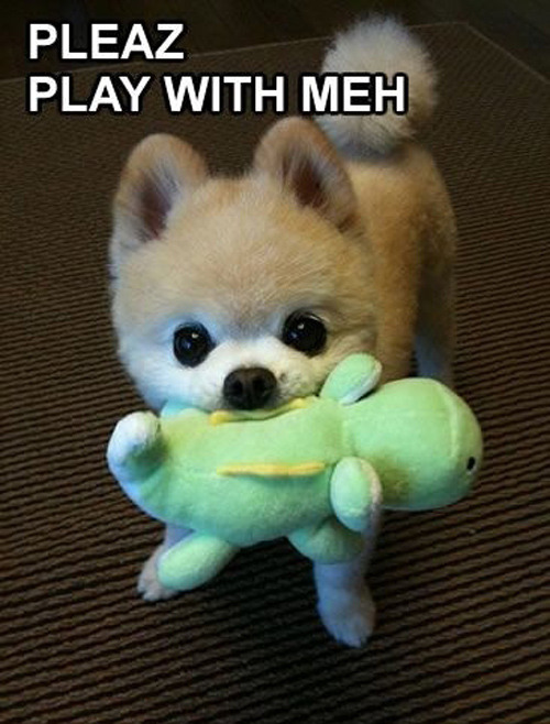 the-absolute-funniest-posts:  Follow this blog, you will love it on your dashboard