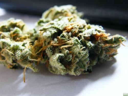 thatsgoodweed:  Fuzzy Lumpkins lookin bud 