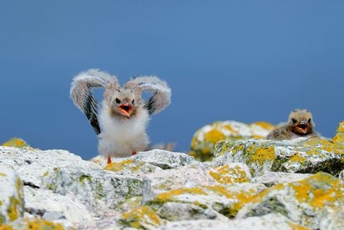 amnemonic:  The Love Sometimes on the wing @ by : selcuk Gülnaz (Turkey), bird uploaded by