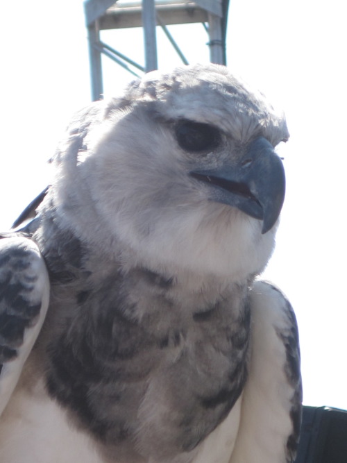relay314:  nyarrr:   here are some of the photos I took at the San Diego zoo, of a male harpy eagle. I love harpy eagles O_O Feel free to use as reference for drawing or anything, I know I will be eventually.   man, some birds are just so damn gorgeous