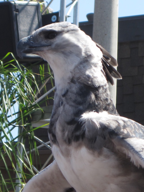 relay314:  nyarrr:   here are some of the photos I took at the San Diego zoo, of a male harpy eagle. I love harpy eagles O_O Feel free to use as reference for drawing or anything, I know I will be eventually.   man, some birds are just so damn gorgeous