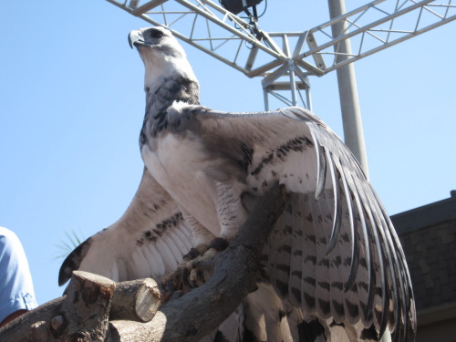 relay314:  nyarrr:   here are some of the photos I took at the San Diego zoo, of a male harpy eagle. I love harpy eagles O_O Feel free to use as reference for drawing or anything, I know I will be eventually.   man, some birds are just so damn gorgeous