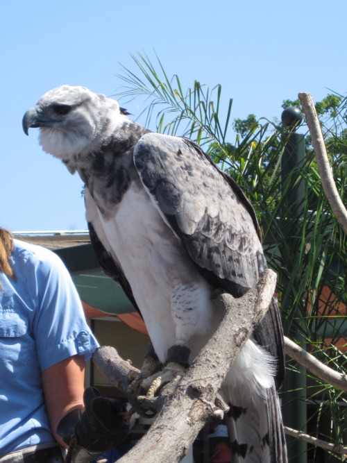 relay314:  nyarrr:   here are some of the photos I took at the San Diego zoo, of a male harpy eagle. I love harpy eagles O_O Feel free to use as reference for drawing or anything, I know I will be eventually.   man, some birds are just so damn gorgeous