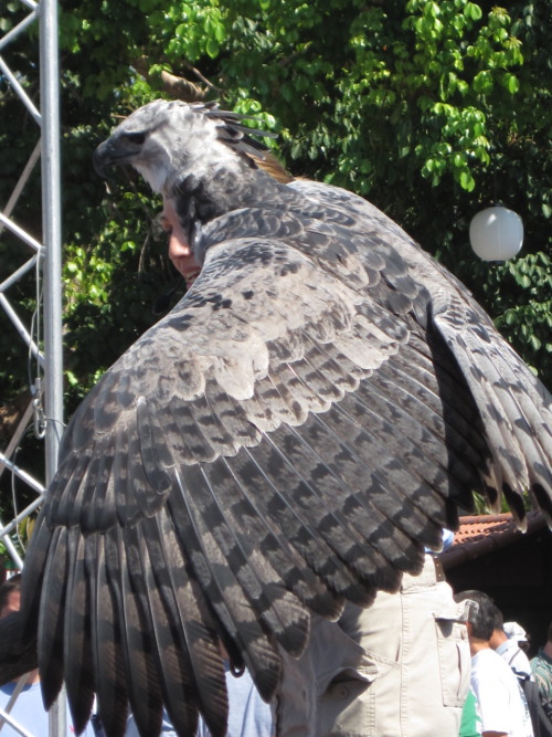 relay314:  nyarrr:   here are some of the photos I took at the San Diego zoo, of a male harpy eagle. I love harpy eagles O_O Feel free to use as reference for drawing or anything, I know I will be eventually.   man, some birds are just so damn gorgeous